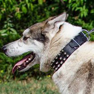 Handmade Dog Collars for West Siberian Laika