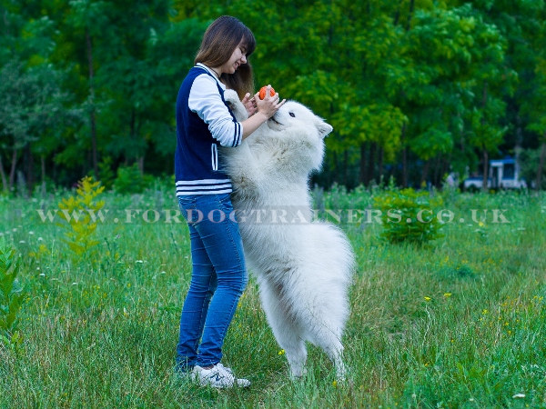 Rubber Ball For Large Dogs