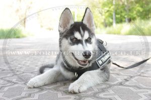 Husky Puppy Harness and Leash