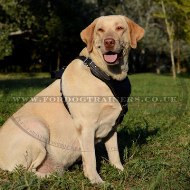 Strong Labrador Retriever Dog Harness