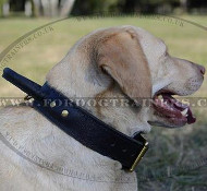 Labrador Dog Collar with Handle