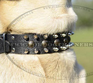 Labrador Collars Spiked Leather Design | Labrador Walking Collar