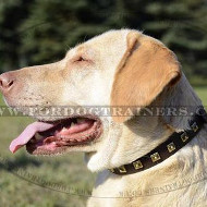 Labrador Collars UK with Brass Studded Design