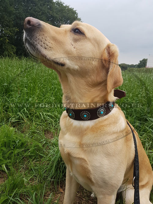 fancy dog collar studded