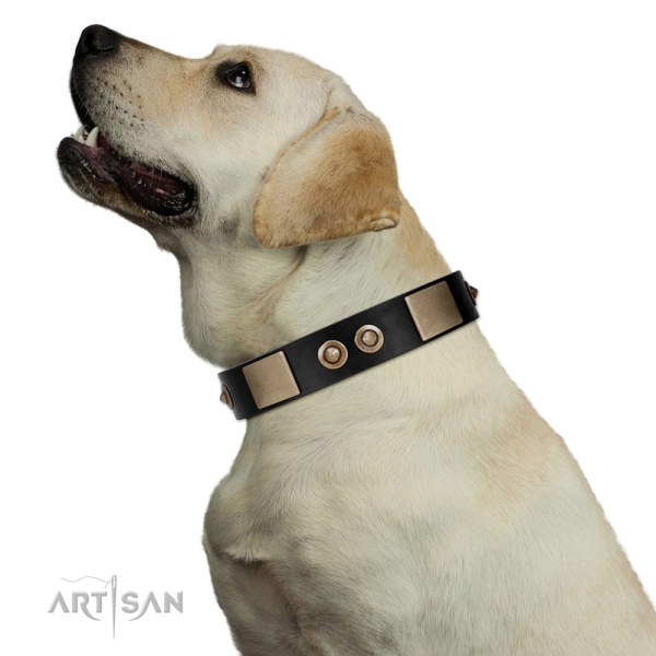 Cool Boy Dog Collar for Labrador
