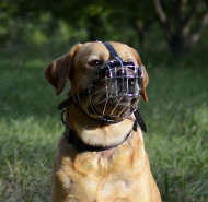 Labrador Muzzle