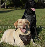 labrador retriver