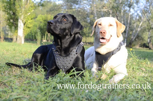 Labrador Training