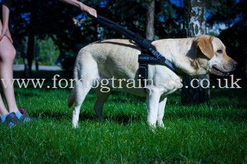 Labrador Guide Dog Harness