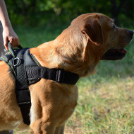 Labrador Training Dog Harness | Best Dog Harness for Labrador - Click Image to Close