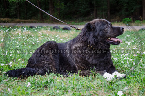 Wide leather dog collar for Caucasian Shepherd