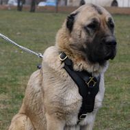 Caucasian Shepherd Harness | Padded Dog Harness UK