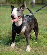 english bull terrier