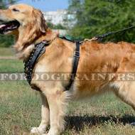 Luxury Dog Harness for Golden Retriever