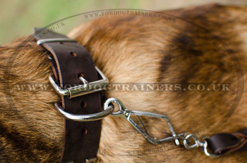dog collar with buckle for Malinois Shepherd