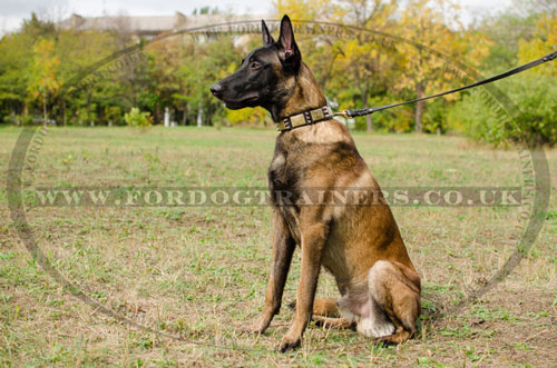 best Leather Collars for Malinois Shepherd online