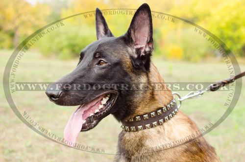 Malinois Shepherd caterpillar dog collar in UK