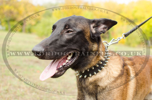 dog collars leather for Malinois
