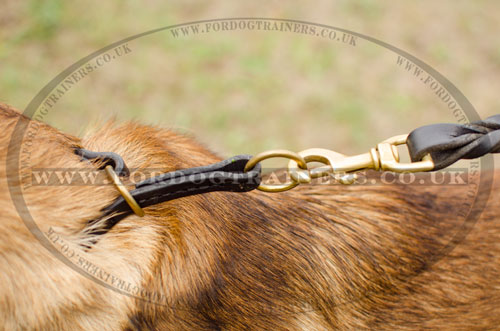 half choker dog collar for Malinois Shepherd