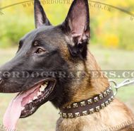 Hand-riveted Caterpillar Dog Collar 1.5" for Malinois Shepherd