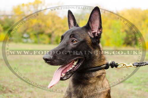 Malinois Choker Collar