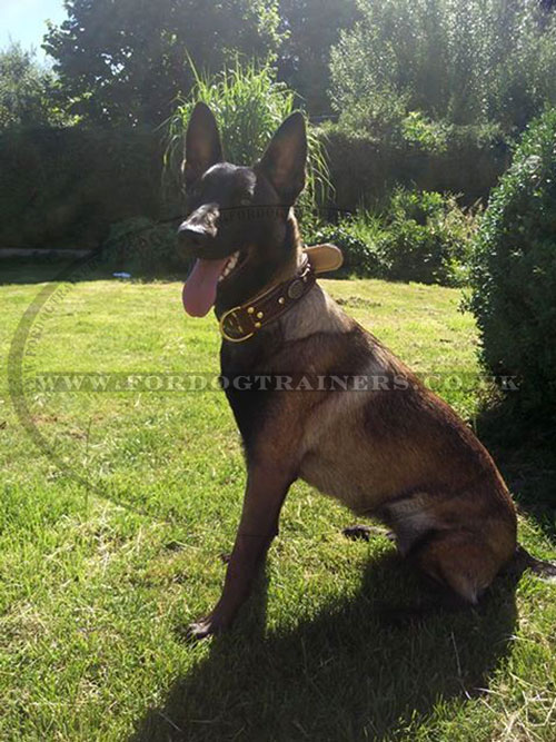 Handmade Leather Dog Collar for Belgian Malinois