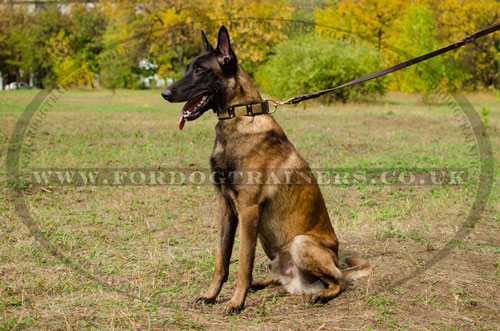 Malinois dogs collar online