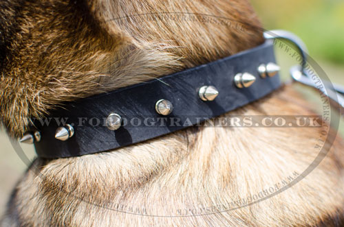 leather spiked dog collar for Belgian Malinois