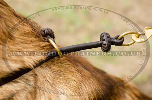 buy leather choker dog collar for Belgian Malinois