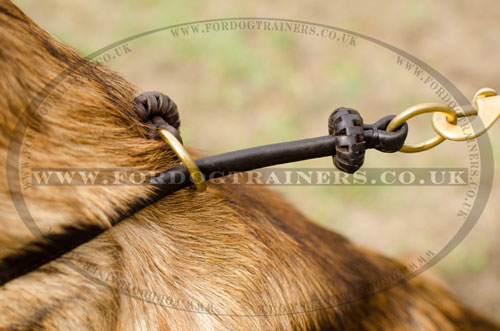 buy leather choker dog collar for Belgian Malinois