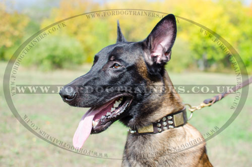 studded dog collars for Malinois UK