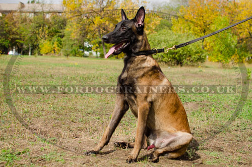 buy best dog collar for malinois training