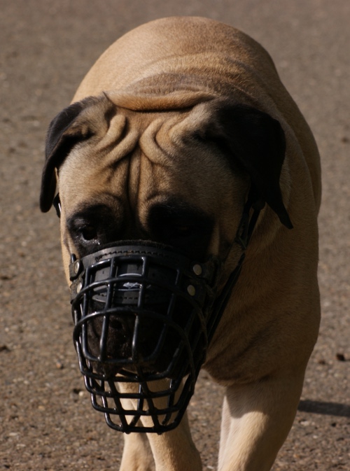 Boerboel mastiff muzzle