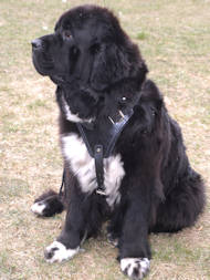 newfoundland dog breed