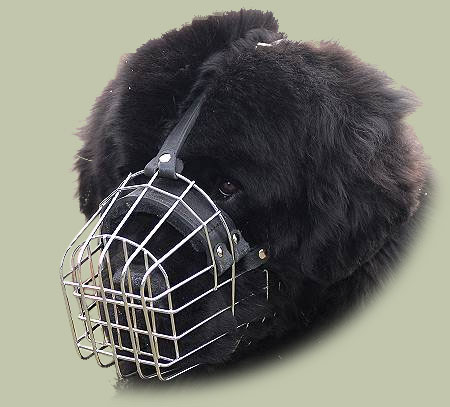 Newfoundland Dog Muzzle That Won't Come Off