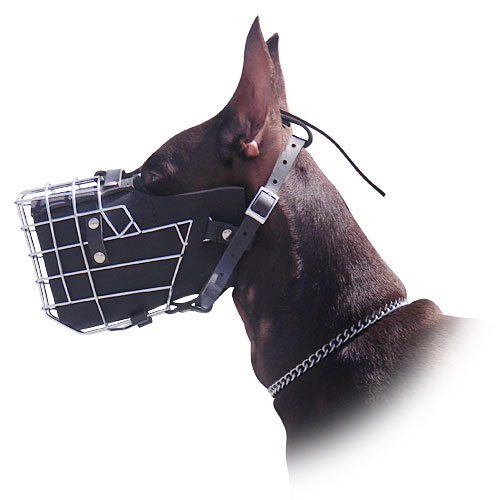 Doberman muzzle