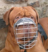 Dogue De Bordeaux Muzzle | Best Quality Muzzle for Dog De Bordo