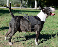 Dog Harness for English Bull Terrier | Nylon Dog Harness
UK