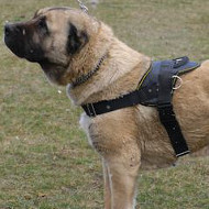 Dog Harness with Handle | Caucasian Shepherd Harness Best Choice