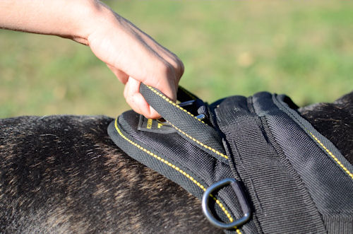 nylon dog harness for Bull terrier