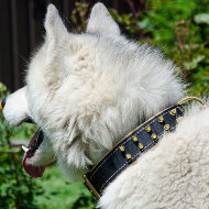 Padded Dog Collar with Brass Spikes | Husky Collar