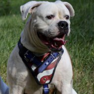 american bulldog