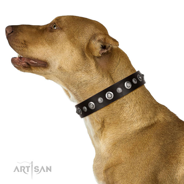 Pitbull Collars UK