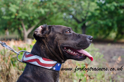 Pitbull Collars