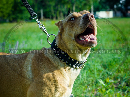 Pitbull Spiked Collar for Large Dogs