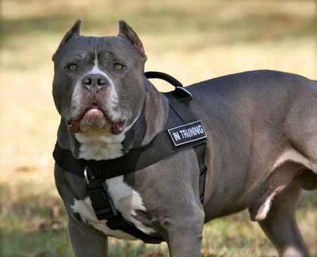 Pitbull Harness UK for Dog Training Nylon Harness for K9 Dogs