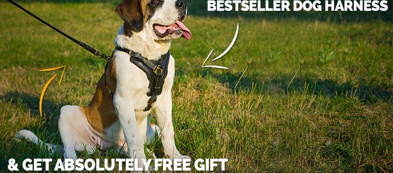 the best dog harness and lead