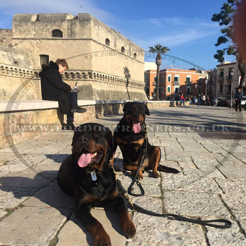 buy dog walking lead for Rottweiler online