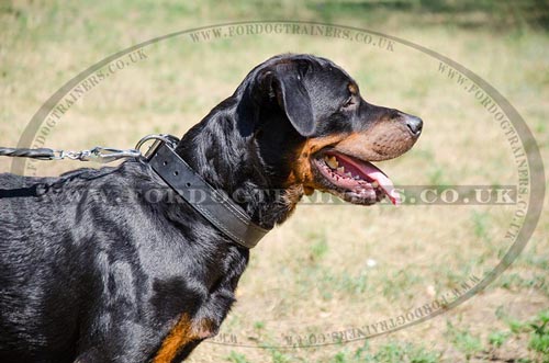padded dog collar