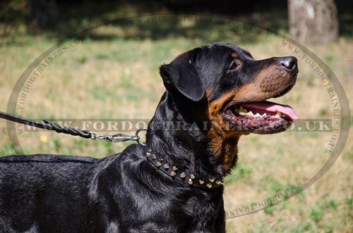 German Rottweiler Collars